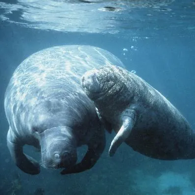 thumbnail for publication: Third Grade Manatee Curriculum—Lesson 10: How Students Impact Their Environment